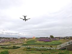 -空港花田景区
