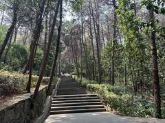 -铁山坪森林公园