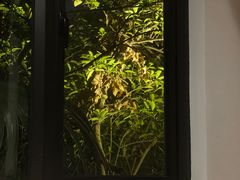 -毛辣果·酸