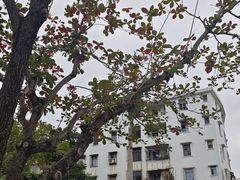 -烧蠔帮·湛江生蚝(工农店)