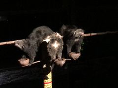 -清迈夜间动物园