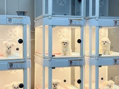 -翊宠yipet猫狗购宠庄园犬舍•猫舍