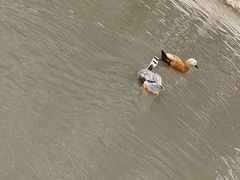 -合肥滨湖国家森林公园