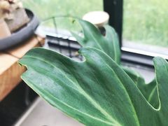 -北马山庄植趣咖啡