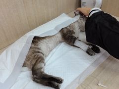 -北京观赏动物医院·24小时大型综合·猫专科·异宠专科