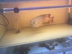 -华声天桥民俗文化园