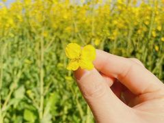 -九科绿洲