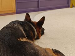 -帕帕拉兹宠物(亚洲旗舰店)