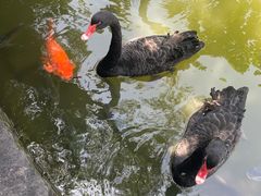 -深圳野生动物园