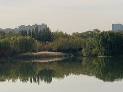 -大兴滨河森林公园