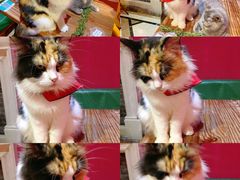 -猫色咖啡·猫咖