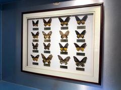 -上海昆虫博物馆