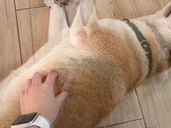 -李小姐の猫咖啡馆(五角场店)