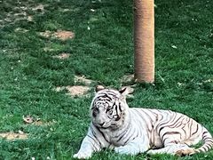 -北京野生动物园