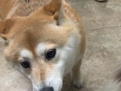 -美联众合动物医院·24h转诊中心