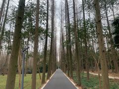 -东平国家森林公园
