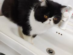 -猫小院猫主题餐厅(南锣旗舰店)