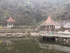 -铁山坪森林公园