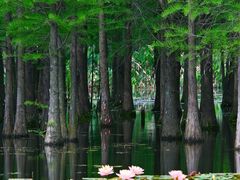 -白鹭湾湿地公园