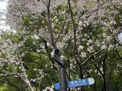 -陆家嘴中心绿地