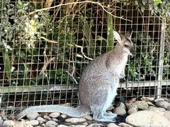 -费瑟代尔野生动物园