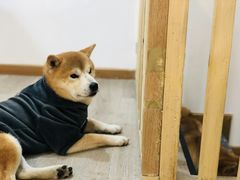 -柴迷FANS CLUB·柴犬狗咖·猫咖