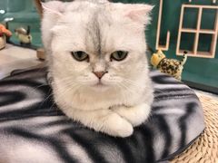 -飞行喵MR PILOT|猫舍·猫咖(静安大融城店)