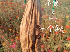 -菊园百果园
