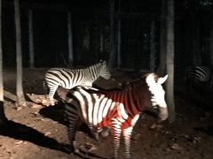 -清迈夜间动物园