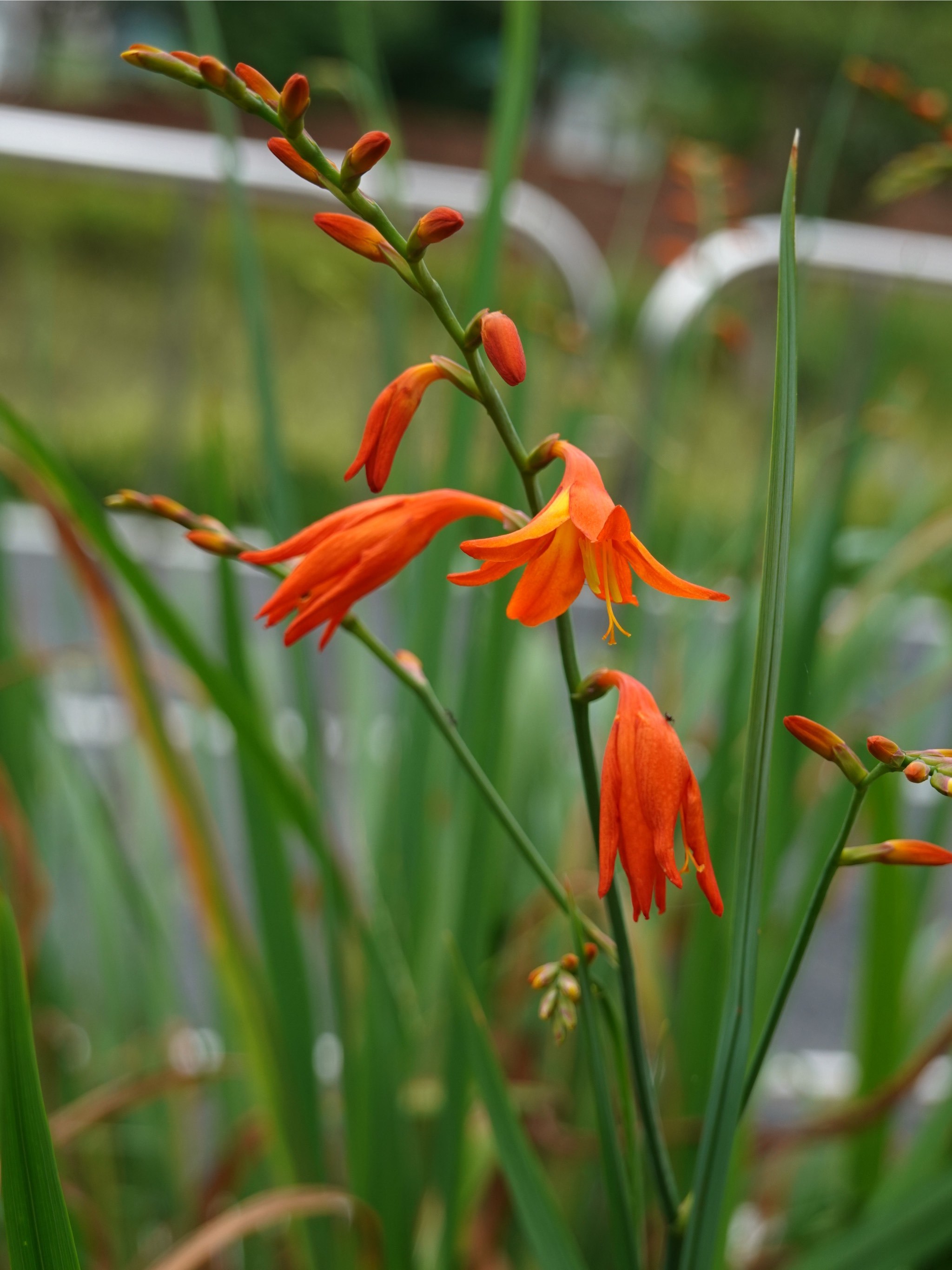 每日一花|火星花|热情的小精灵