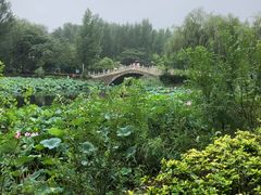 -白洋淀景区
