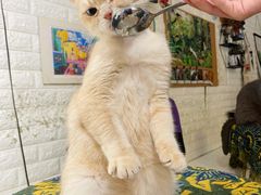 -平行世界·猫咖(首经贸店)