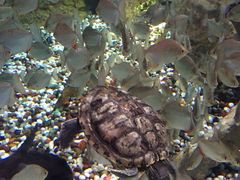 -迪拜水族馆及水下动物园