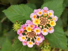 -西双版纳原始森林公园