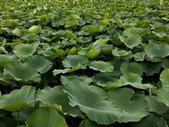 -荷塘月色湿地公园·向阳花洲
