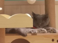 -绒爪撸猫下午茶·猫咖
