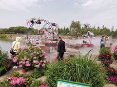 -荷兰花海