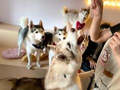 -Husky Go! 哈士奇体验馆·宠物咖啡厅狗咖
