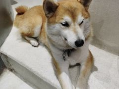 -柴务处·柴犬主题狗咖