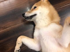 -豆柴町-柴犬主题狗咖(红鼎国际C座店)
