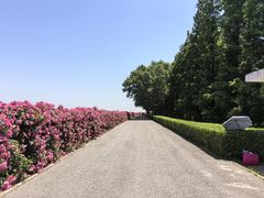 -上海滨江森林公园