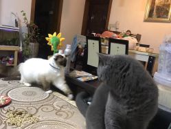 -复旦大学附属妇产科医院(杨浦院区)