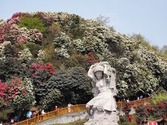 -贵州百里杜鹃风景名胜区