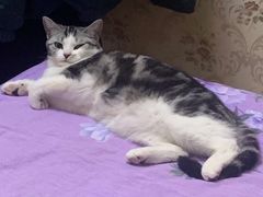 -东莞宠友24H宠物中心医院·转诊夜诊·异宠(新河北路院)