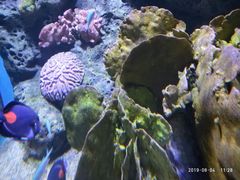 -暹罗海洋世界