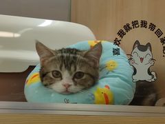 -牛New寿喜烧(金茂览秀城店)