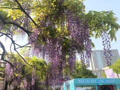 -嘉定紫藤园