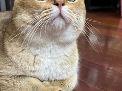 -东方名猫馆·英短金渐层布偶猫舍(环线广场1号楼店)