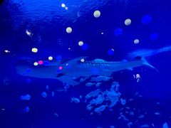 -烟台海昌鲸鲨海洋公园