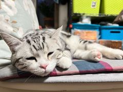 -纳吉亚猫专科动物诊疗中心(蒋宅口分院)